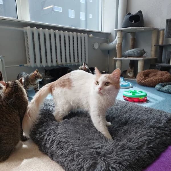 Tobias,  Mixed Breed for adoption at Pesaleidja MTÜ, Pesaleidja photo 6