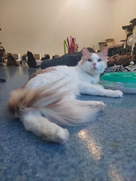 Tobias,  Mixed Breed for adoption at Pesaleidja MTÜ, Pesaleidja photo 7