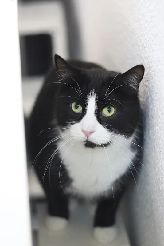 Krissu, male Mixed Breed for adoption at Pesaleidja