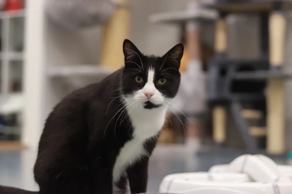 Krissu, male Mixed Breed for adoption at Pesaleidja MTÜ, Pesaleidja photo 2