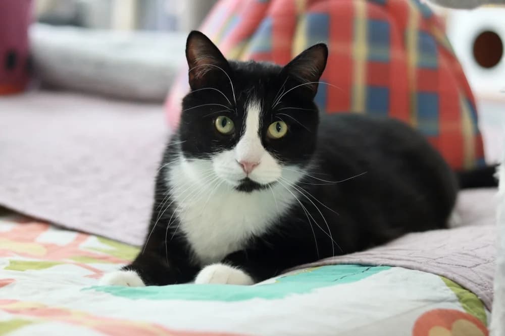 Krissu, male Mixed Breed for adoption at Pesaleidja MTÜ, Pesaleidja photo 3