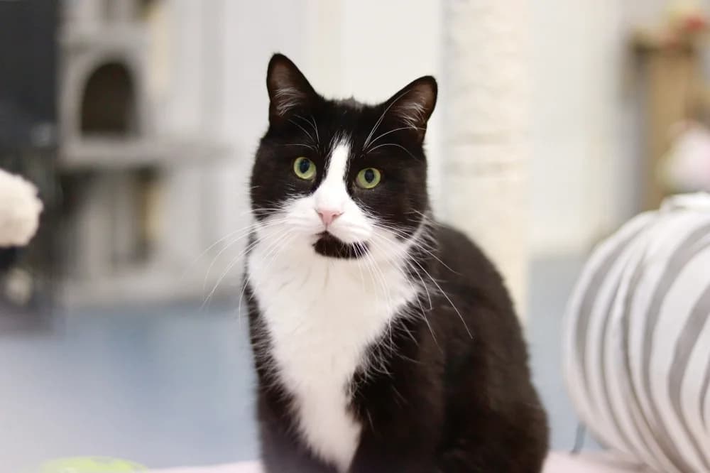 Krissu, male Mixed Breed for adoption at Pesaleidja MTÜ, Pesaleidja photo 4