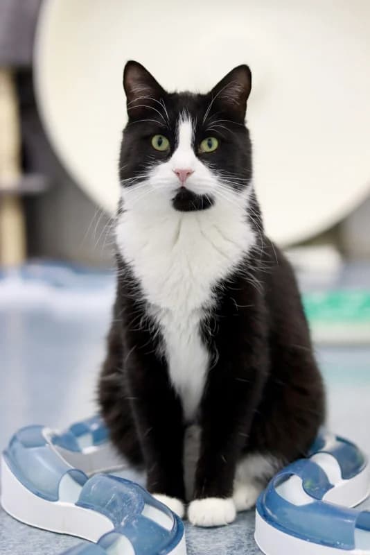 Krissu, male Mixed Breed for adoption at Pesaleidja MTÜ, Pesaleidja photo 5