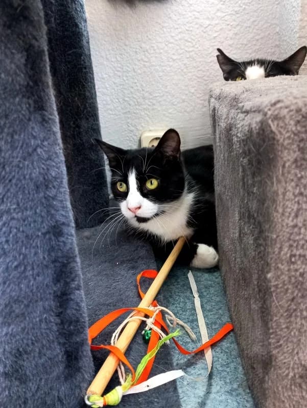 Krissu, male Mixed Breed for adoption at Pesaleidja MTÜ, Pesaleidja photo 6