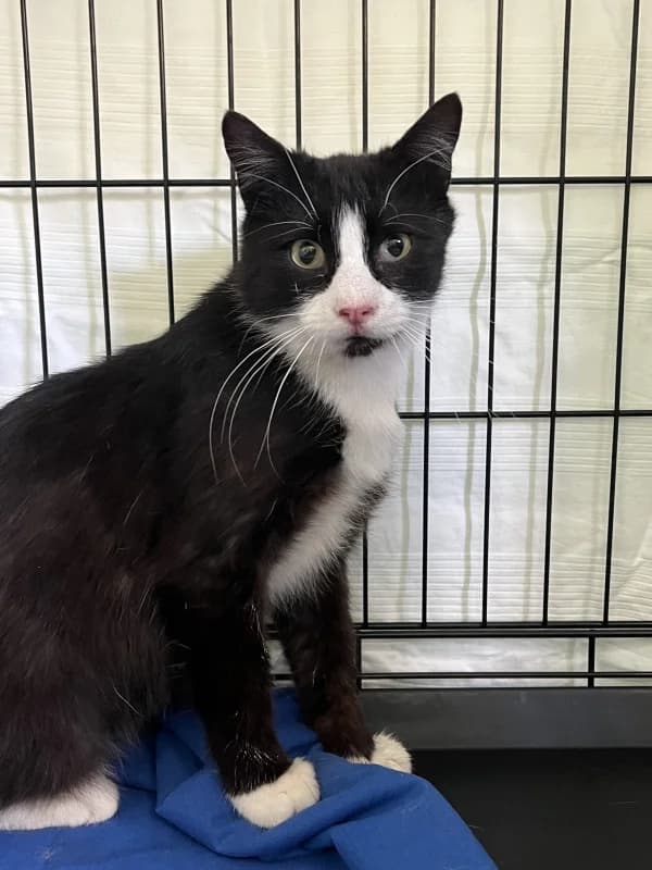 Krissu, male Mixed Breed for adoption at Pesaleidja MTÜ, Pesaleidja photo 7