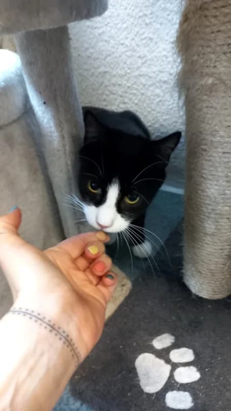 Krissu, male Mixed Breed for adoption at Pesaleidja MTÜ, Pesaleidja photo 8