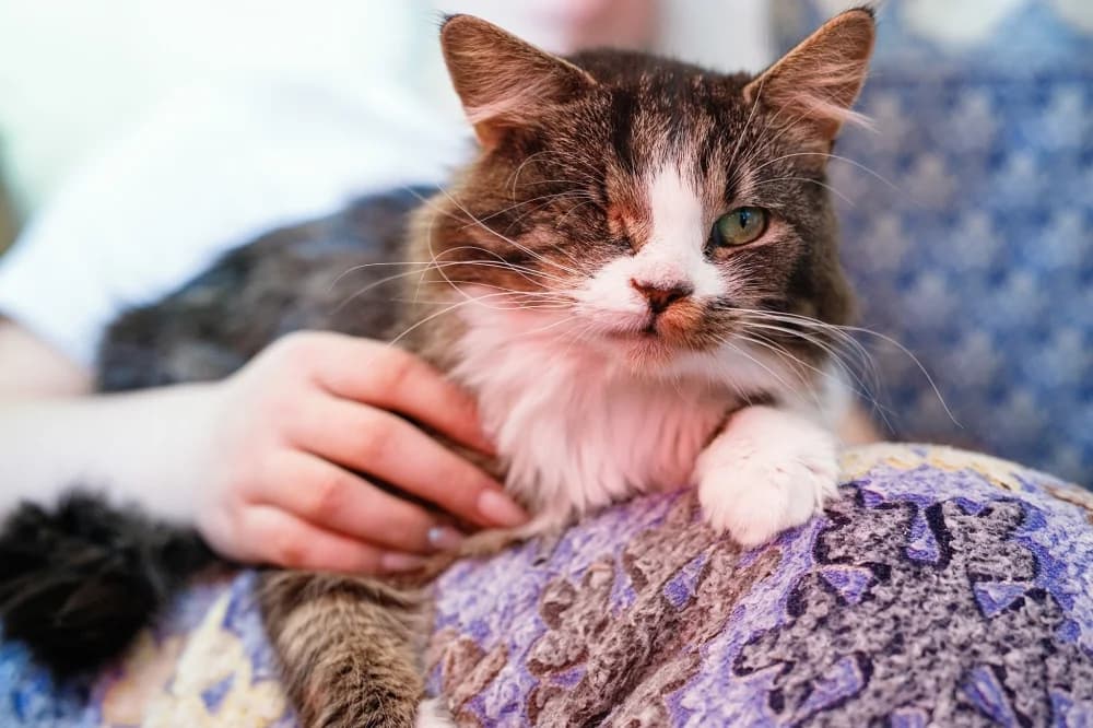 BARRY, male Mixed Breed for adoption at Pesaleidja