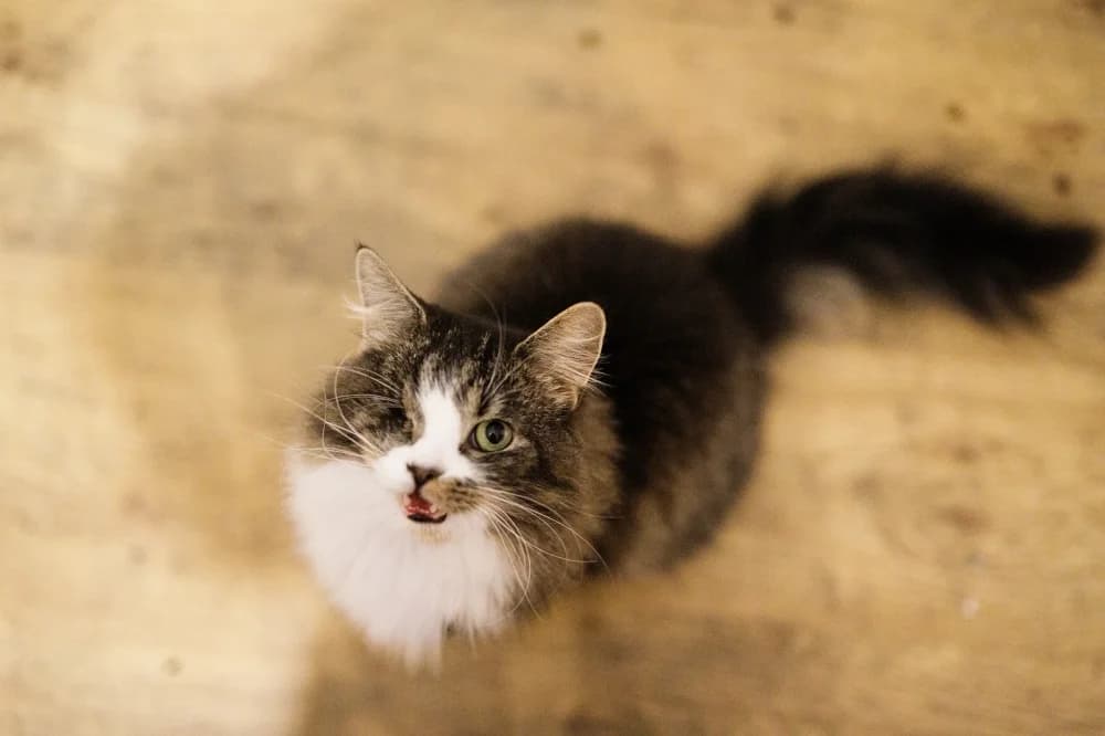 BARRY, male Mixed Breed for adoption at Pesaleidja MTÜ, Pesaleidja photo 2