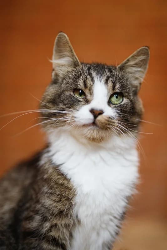 BARRY, male Mixed Breed for adoption at Pesaleidja MTÜ, Pesaleidja photo 3