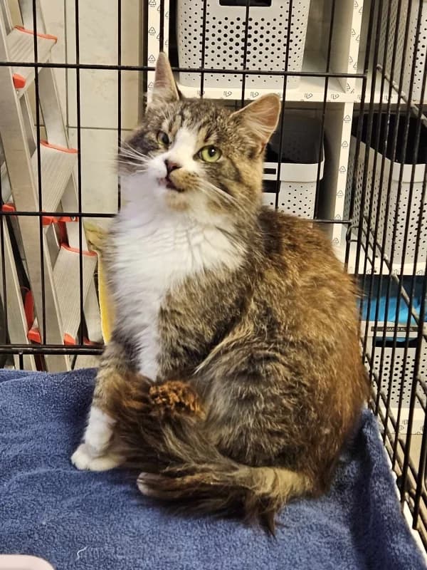 BARRY, male Mixed Breed for adoption at Pesaleidja MTÜ, Pesaleidja photo 4