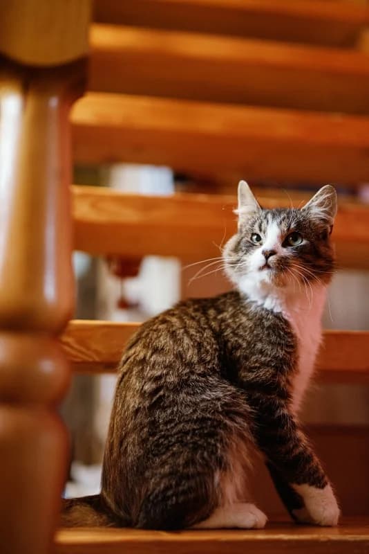 BARRY, male Mixed Breed for adoption at Pesaleidja MTÜ, Pesaleidja photo 5