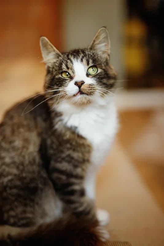 BARRY, male Mixed Breed for adoption at Pesaleidja MTÜ, Pesaleidja photo 6