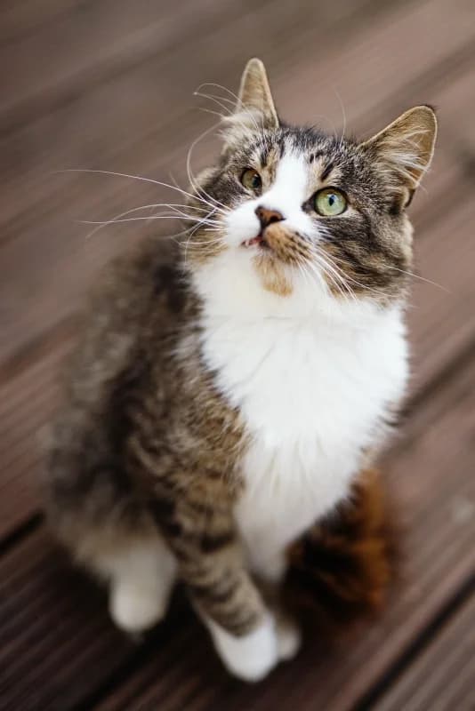 BARRY, male Mixed Breed for adoption at Pesaleidja MTÜ, Pesaleidja photo 7