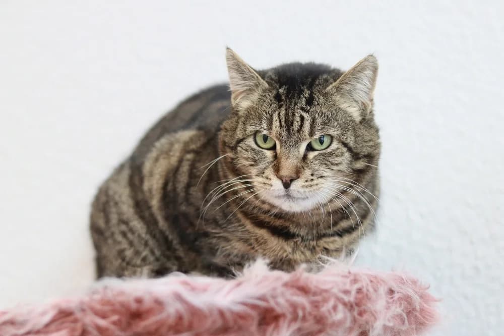 Luisa,  Mixed Breed for adoption at Pesaleidja MTÜ, Pesaleidja photo 2