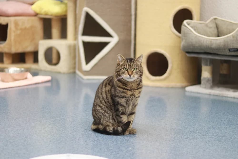 Luisa,  Mixed Breed for adoption at Pesaleidja MTÜ, Pesaleidja photo 3