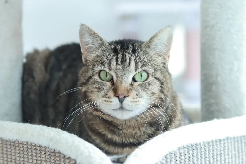 Luisa,  Mixed Breed for adoption at Pesaleidja MTÜ, Pesaleidja photo 4