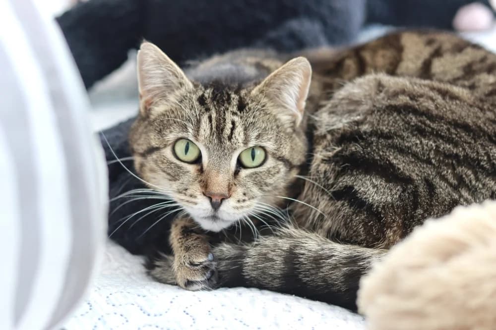 Luisa,  Mixed Breed for adoption at Pesaleidja MTÜ, Pesaleidja photo 5