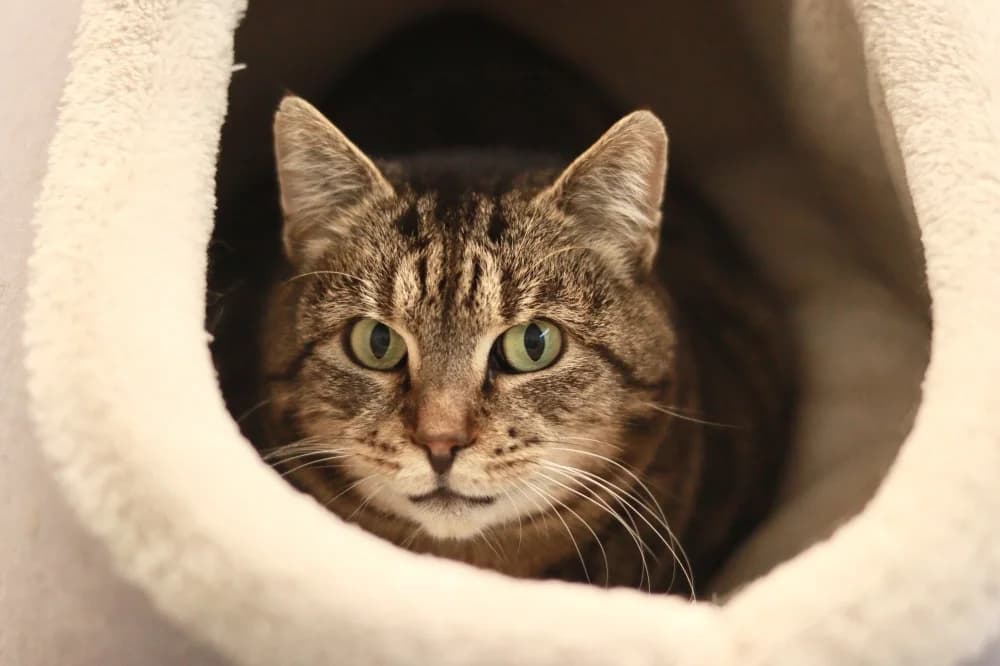 Luisa,  Mixed Breed for adoption at Pesaleidja MTÜ, Pesaleidja photo 6