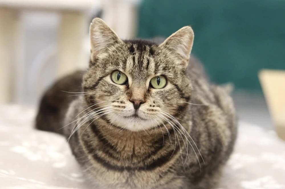 Luisa,  Mixed Breed for adoption at Pesaleidja MTÜ, Pesaleidja photo 7