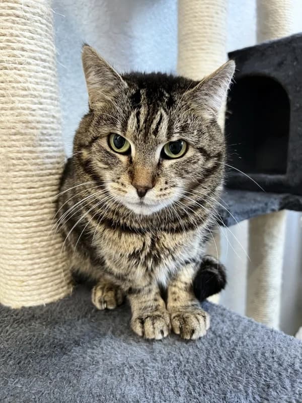 Luisa,  Mixed Breed for adoption at Pesaleidja MTÜ, Pesaleidja photo 8