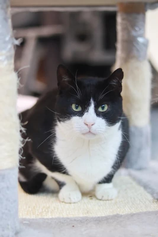 Rover, male Mixed Breed for adoption at Pesaleidja