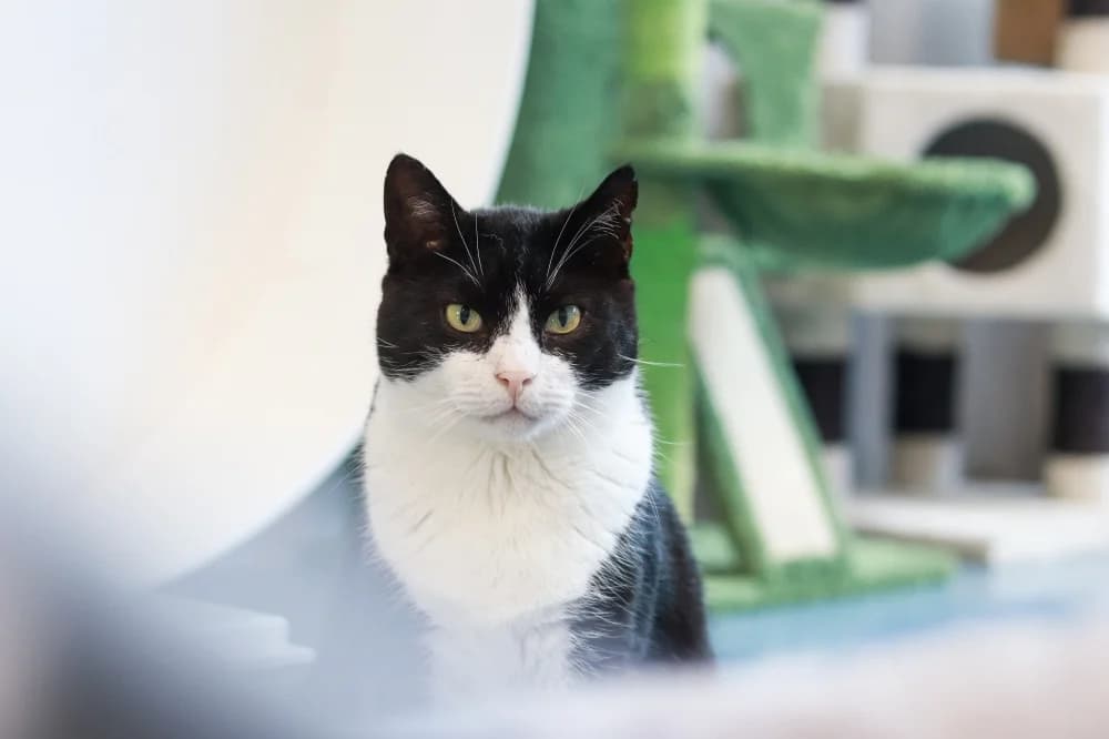 Rover, male Mixed Breed for adoption at Pesaleidja MTÜ, Pesaleidja photo 2