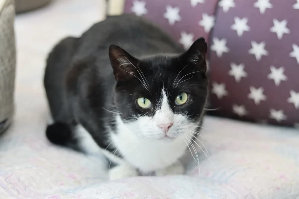 Rover, male Mixed Breed for adoption at Pesaleidja MTÜ, Pesaleidja photo 3