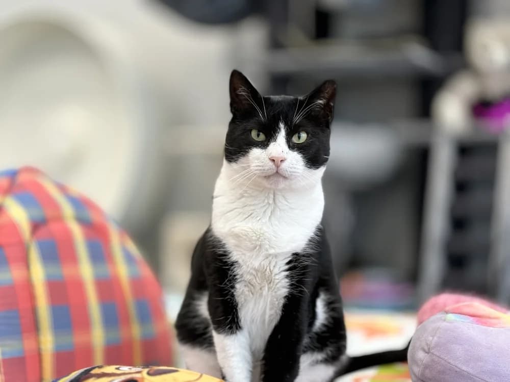 Rover, male Mixed Breed for adoption at Pesaleidja MTÜ, Pesaleidja photo 4