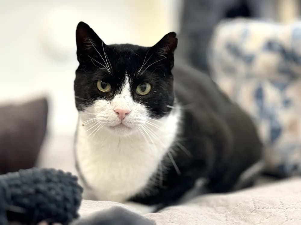 Rover, male Mixed Breed for adoption at Pesaleidja MTÜ, Pesaleidja photo 5