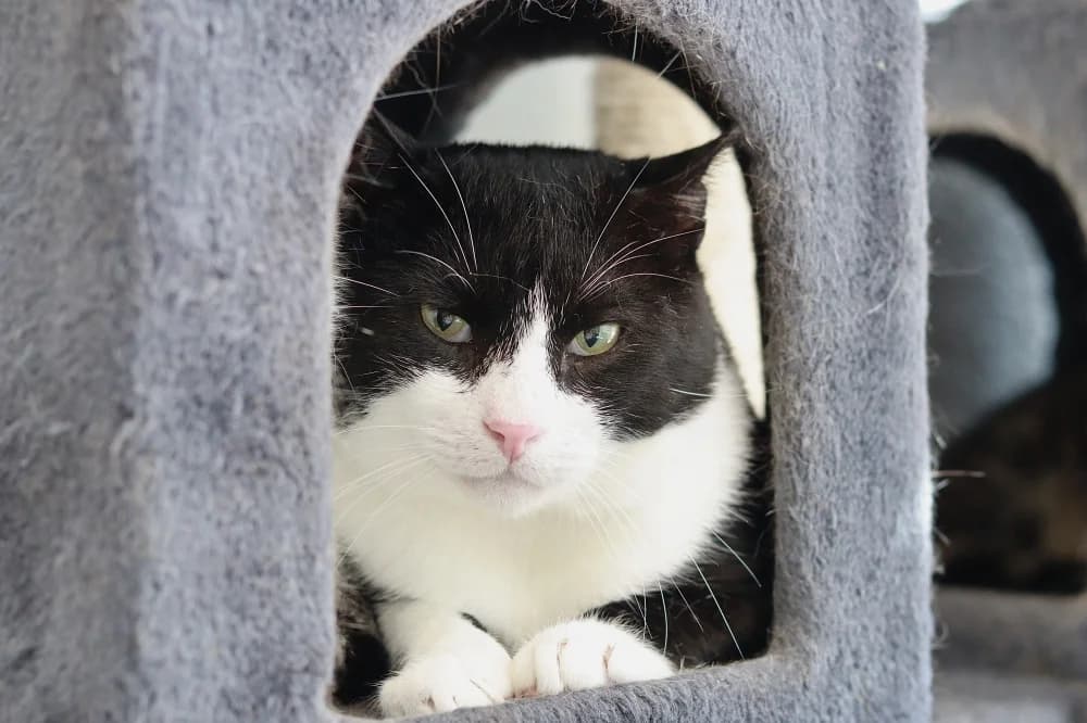 Rover, male Mixed Breed for adoption at Pesaleidja MTÜ, Pesaleidja photo 6