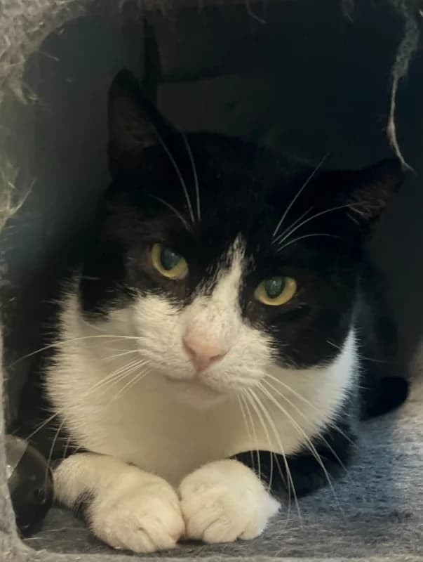 Rover, male Mixed Breed for adoption at Pesaleidja MTÜ, Pesaleidja photo 7