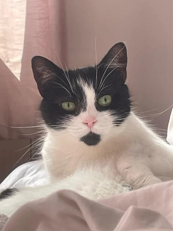 Saskia,  Mixed Breed for adoption at Pesaleidja