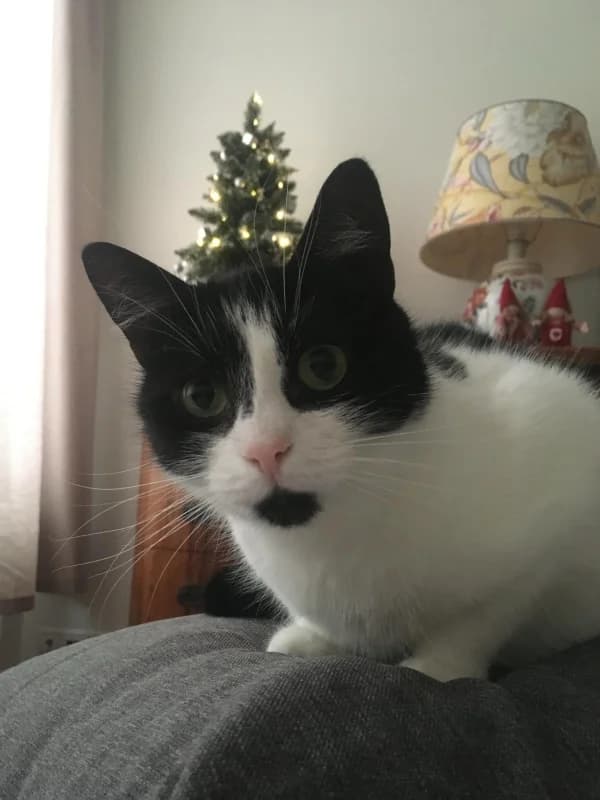 Saskia,  Mixed Breed for adoption at Pesaleidja MTÜ, Pesaleidja photo 2