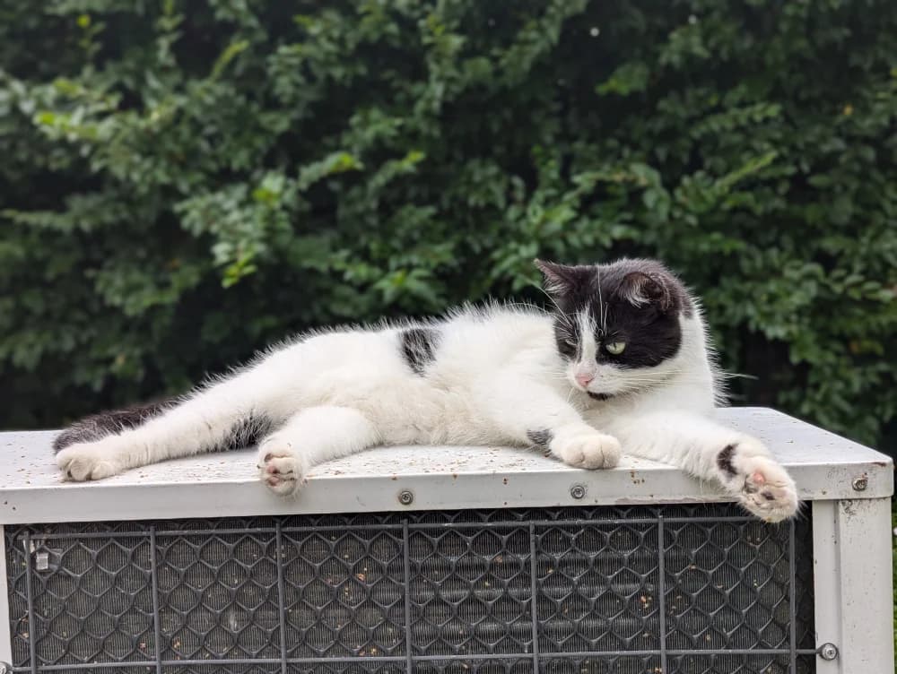 Saskia,  Mixed Breed for adoption at Pesaleidja MTÜ, Pesaleidja photo 3