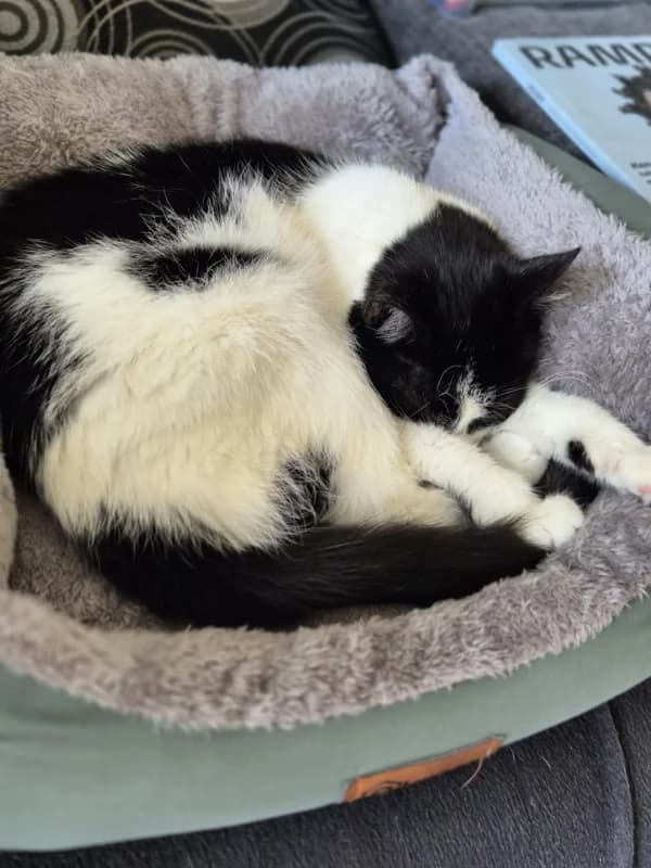 Saskia,  Mixed Breed for adoption at Pesaleidja MTÜ, Pesaleidja photo 4