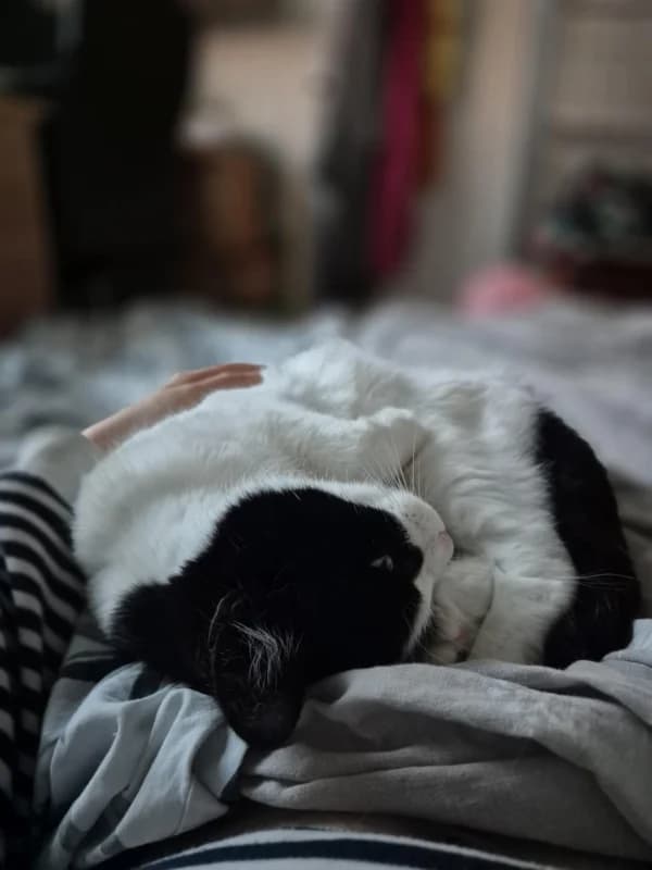 Saskia,  Mixed Breed for adoption at Pesaleidja MTÜ, Pesaleidja photo 5