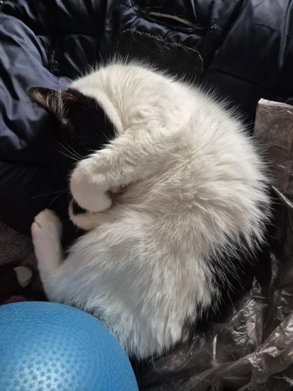 Saskia,  Mixed Breed for adoption at Pesaleidja MTÜ, Pesaleidja photo 6