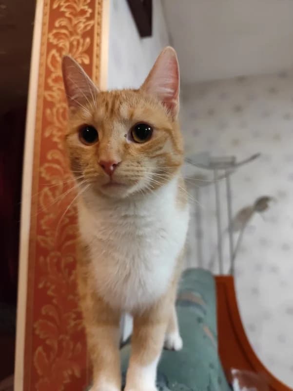 Timm, male Mixed Breed for adoption at Pesaleidja MTÜ, Pesaleidja photo 2