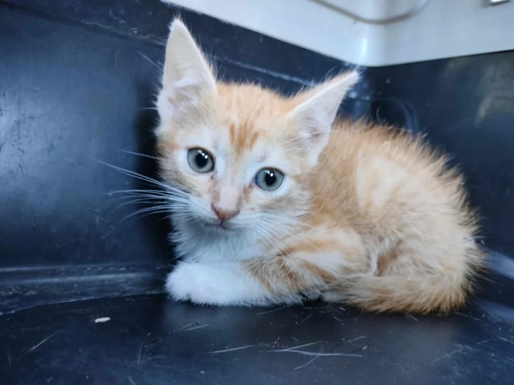 Timm, male Mixed Breed for adoption at Pesaleidja MTÜ, Pesaleidja photo 3