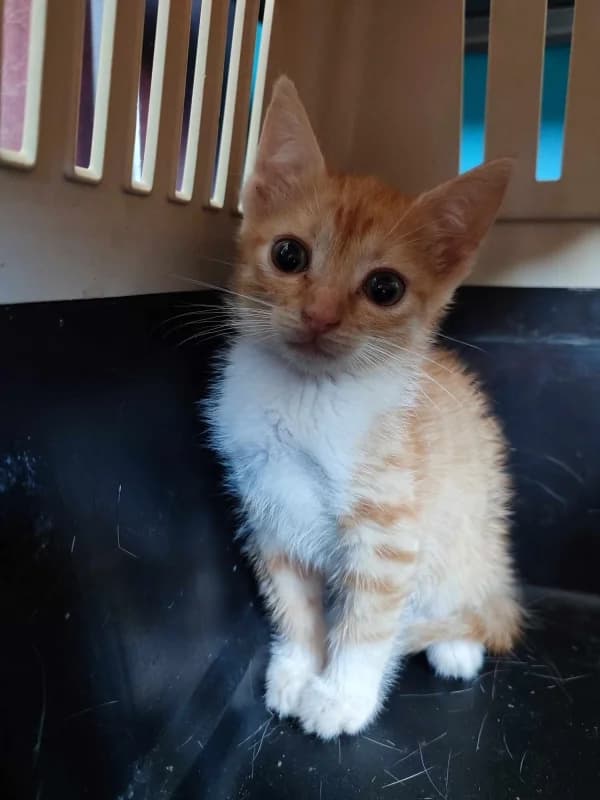 Timm, male Mixed Breed for adoption at Pesaleidja MTÜ, Pesaleidja photo 4