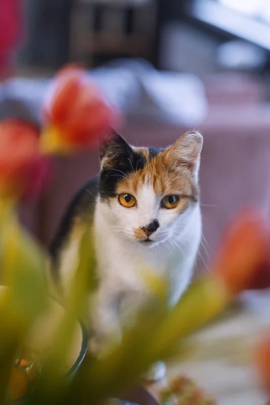Annika, Mixed Breed (Pesaleidja MTÜ)