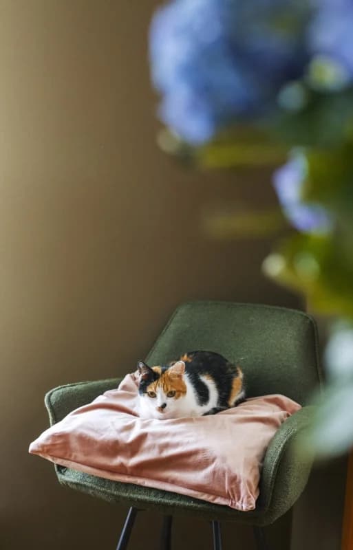 Annika,  Mixed Breed for adoption at Pesaleidja MTÜ, Pesaleidja photo 2