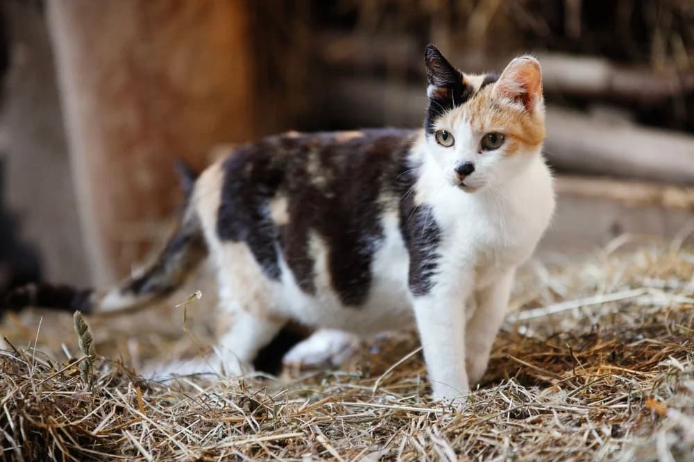 Annika,  Mixed Breed for adoption at Pesaleidja MTÜ, Pesaleidja photo 3