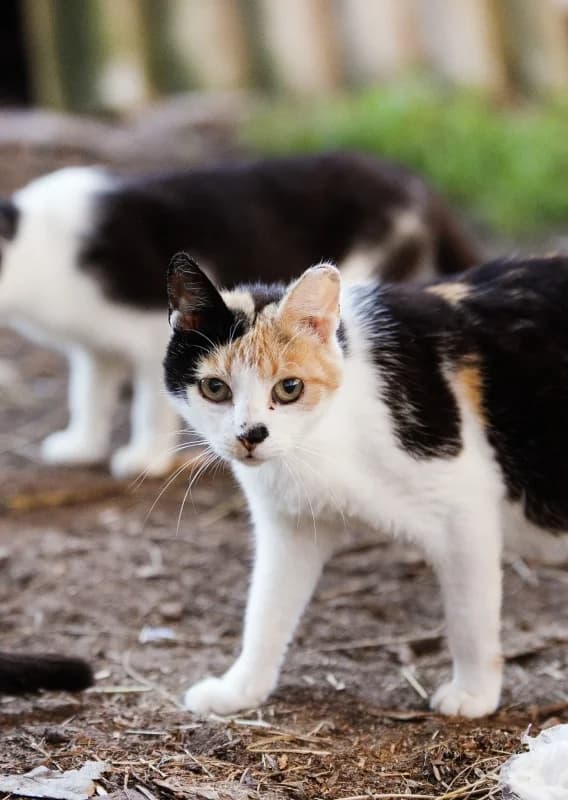 Annika,  Mixed Breed for adoption at Pesaleidja MTÜ, Pesaleidja photo 4