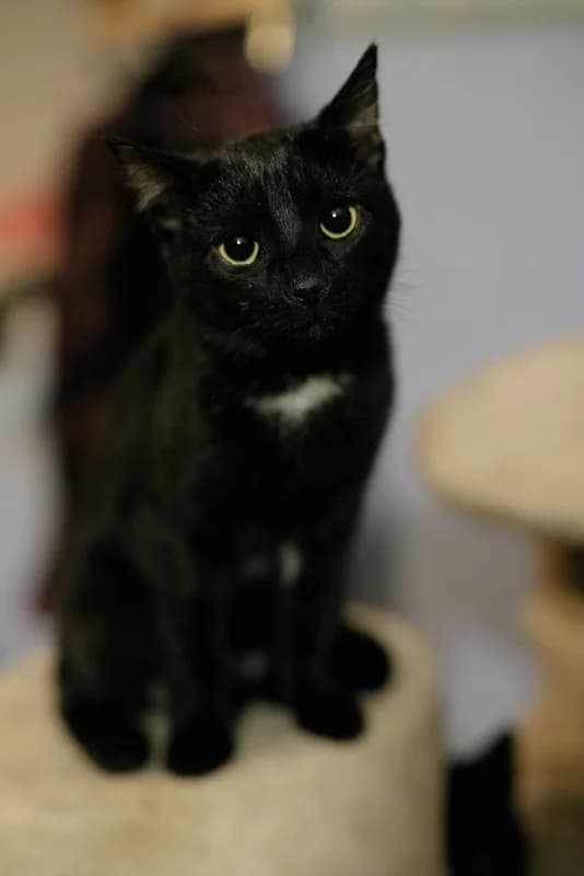 Arastoo, male Mixed Breed for adoption at Pesaleidja