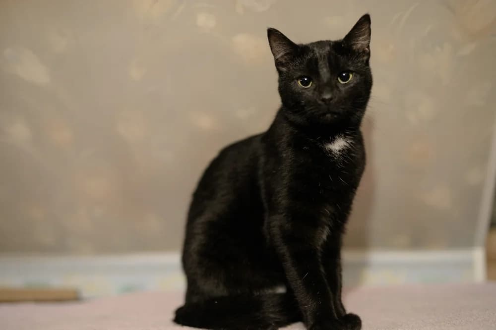 Arastoo, male Mixed Breed for adoption at Pesaleidja MTÜ, Pesaleidja photo 2