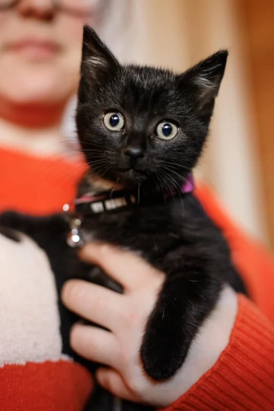 Arastoo, male Mixed Breed for adoption at Pesaleidja MTÜ, Pesaleidja photo 3