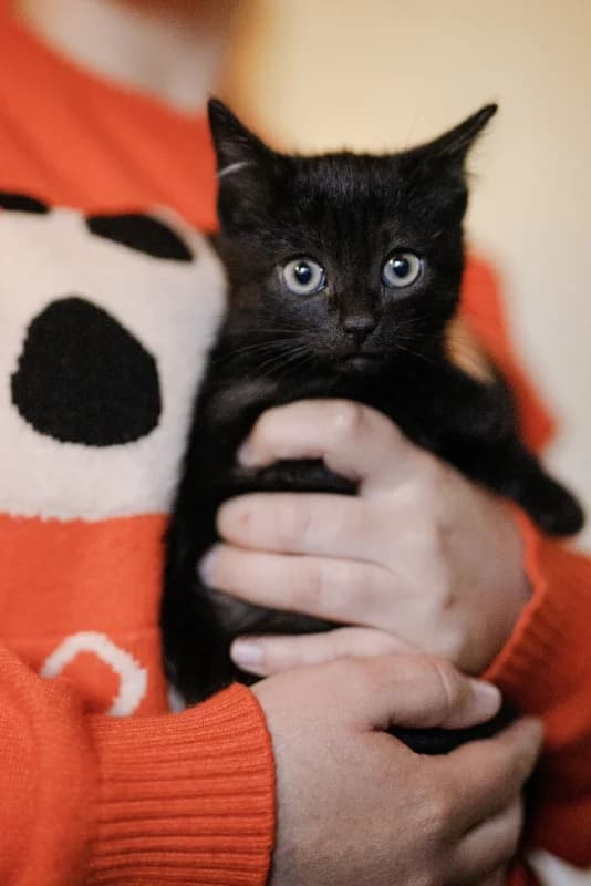 Arastoo, male Mixed Breed for adoption at Pesaleidja MTÜ, Pesaleidja photo 4