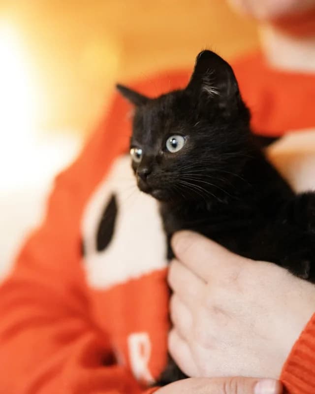 Arastoo, male Mixed Breed for adoption at Pesaleidja MTÜ, Pesaleidja photo 5