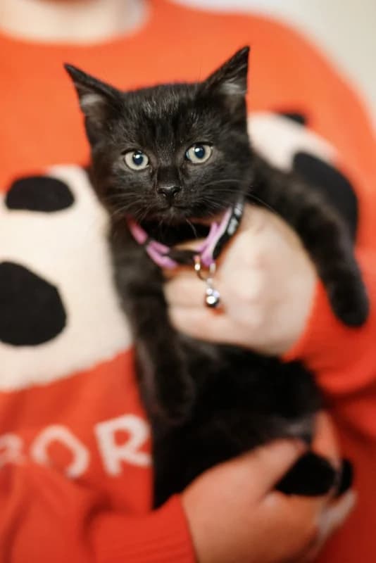 Arastoo, male Mixed Breed for adoption at Pesaleidja MTÜ, Pesaleidja photo 6